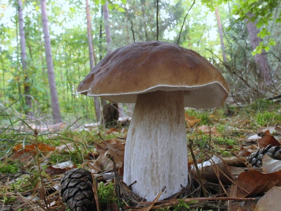 50 интересных фактов о грибах грибы,интересное,факты