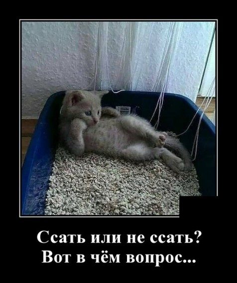 Самые классные демотиваторы