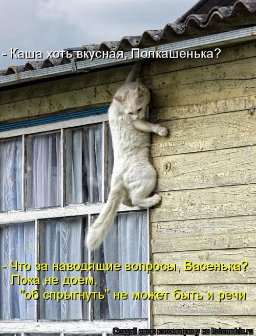 Новая котоматрица на выходные Новая котоматрица на выходные