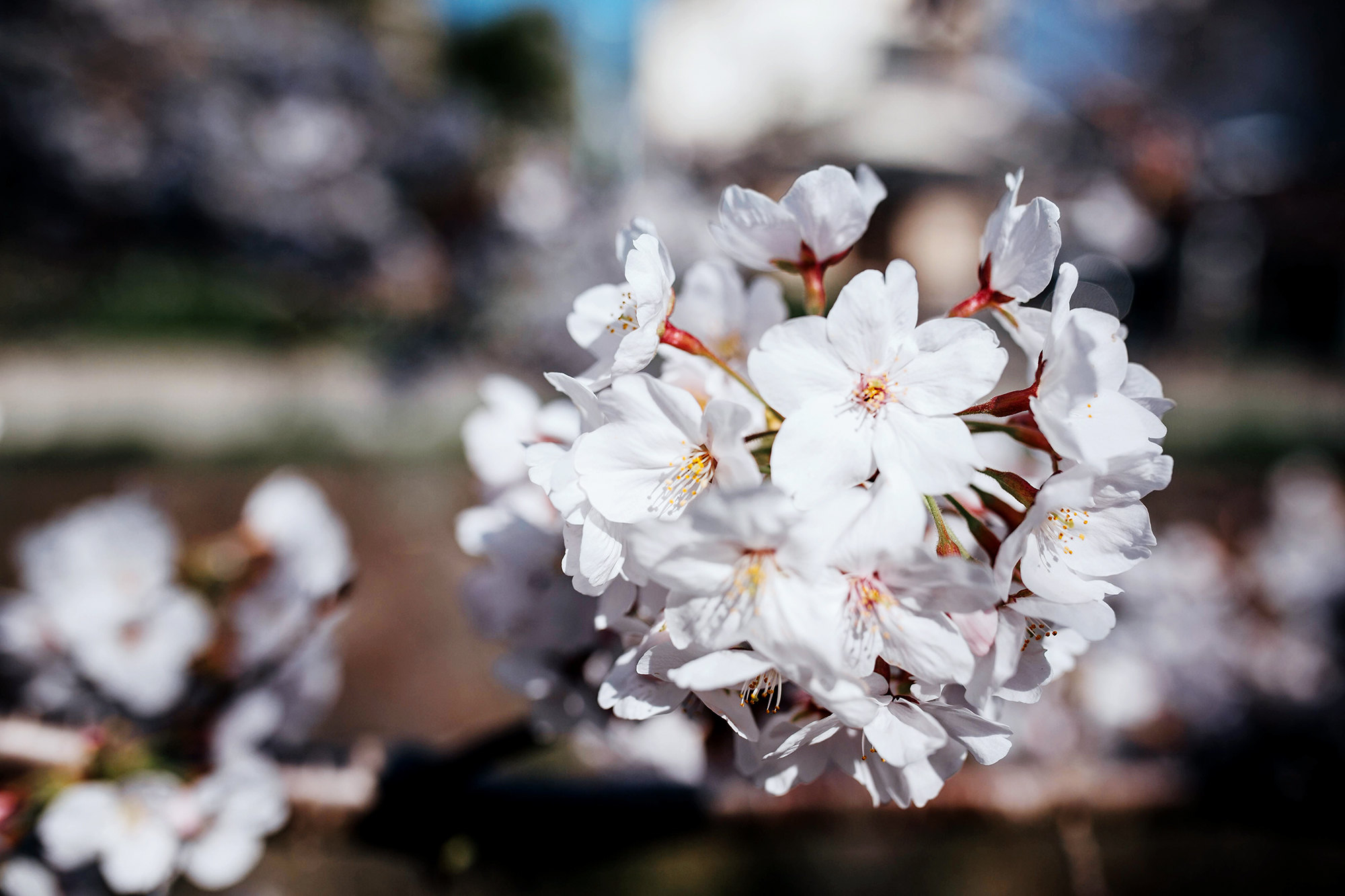 Как проходит сезон цветения сакуры в Японии — в фотографиях интересное,фотография,цветение сакуры,Япония