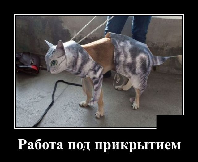 Прикольные картинки в черной рамке 