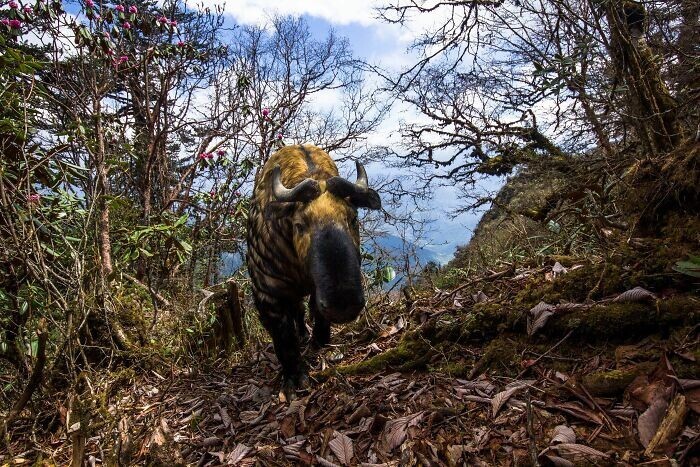 25 лучших фото дикой природы с конкурса Wildlife Photographer Of The Year