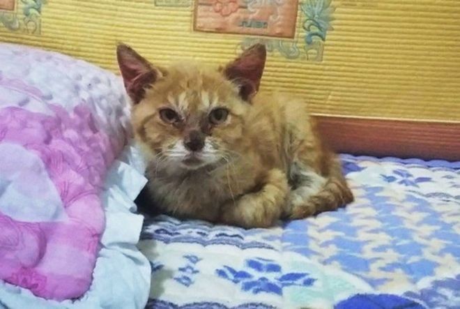 Котенок был так голоден, что ел грязь Free Korean Dogs, Дангджине, доброта, котёнок, спасение животных
