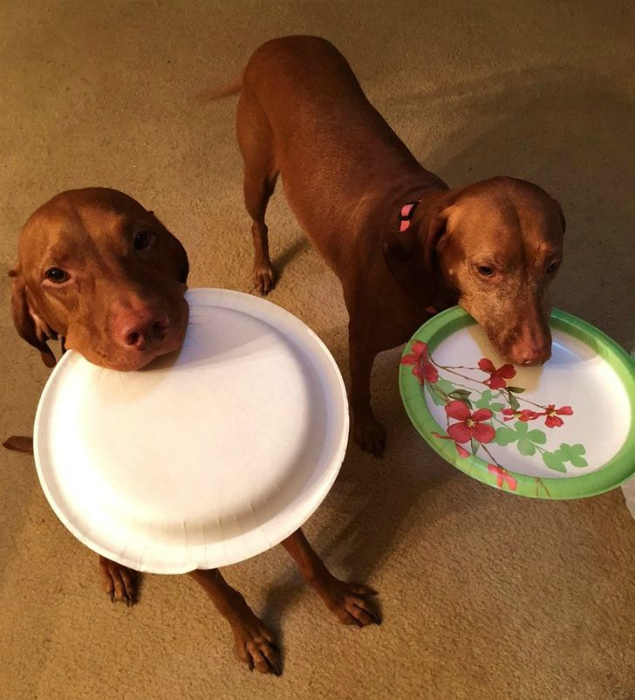 Похоже, собачки проголодались. | Фото: Тролльно.