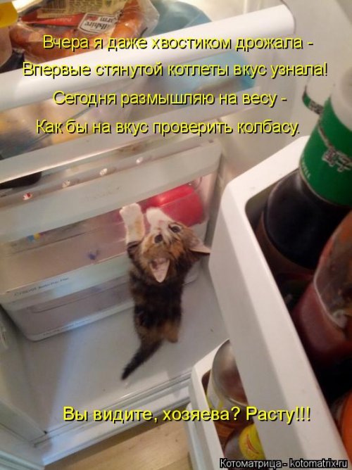 Лучшая котоматрица недели Лучшая котоматрица недели смешные картинки