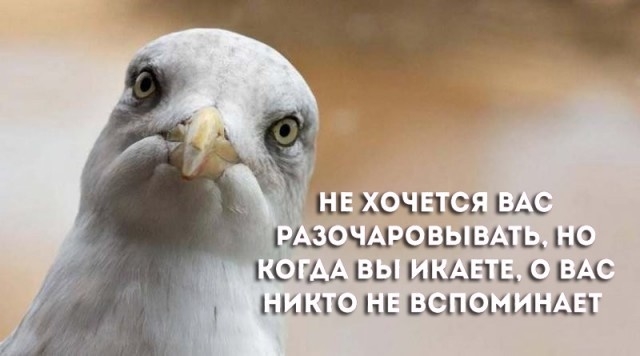 Глупости и различные высказывания из социальных сетей Глупости и различные высказывания из социальных сетей