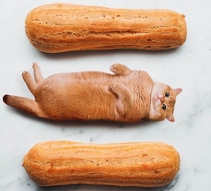 «Коты в еде»: Забавные фотоманипуляций от российской блогерши, покорившие интернет «Коты в еде»: Забавные фотоманипуляций от российской блогерши, покорившие интернет