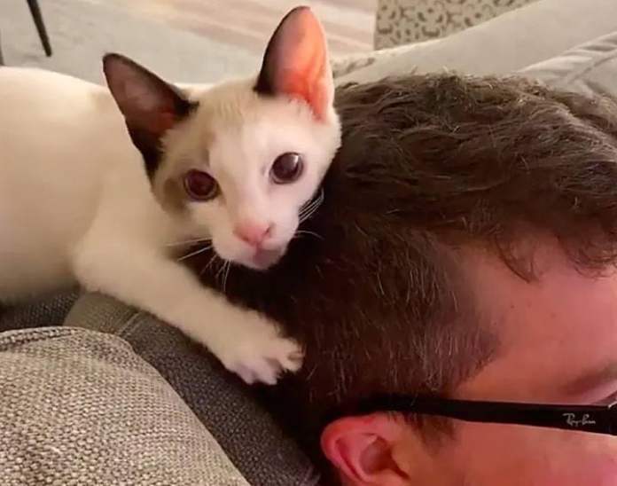Без кота и жизнь не та