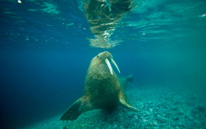 Моржи крупным планом Моржи крупным планом