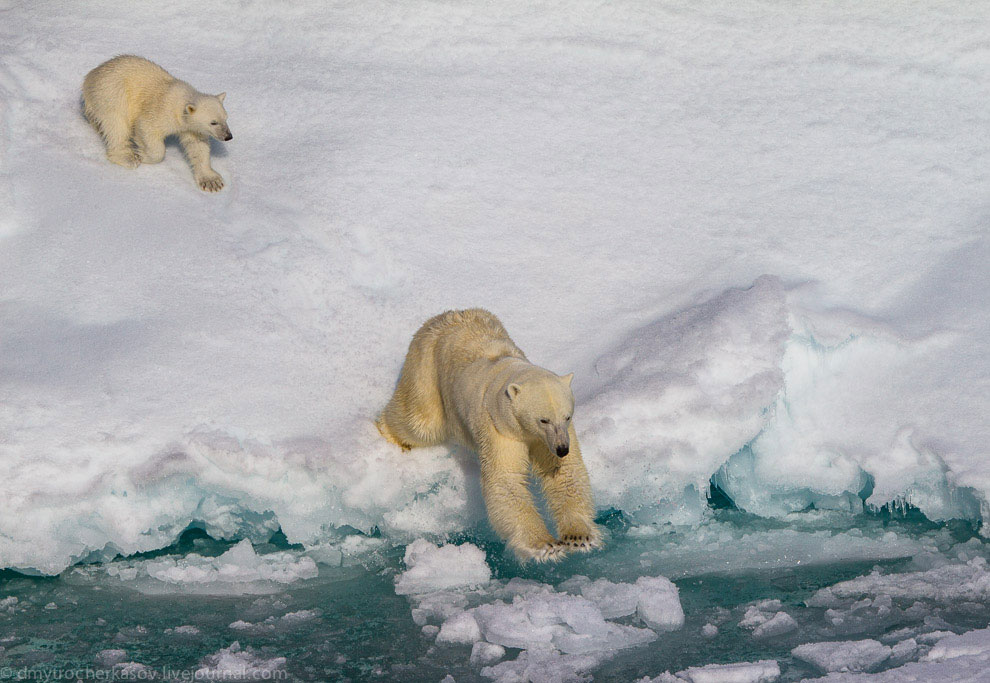 В какой среде обитает белый медведь. Среда обитания белого медведя. Белый медведь обитание. Белый медведь обитает. Белый медведь в естественной среде обитания.
