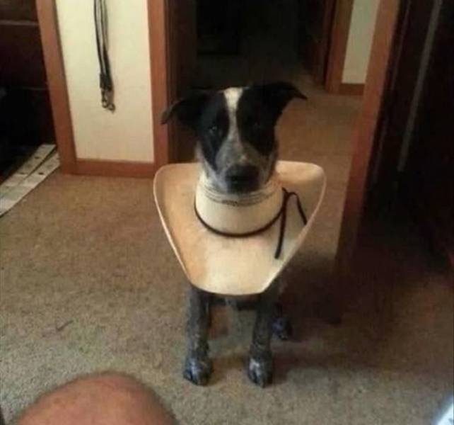 Подборка прикольных картинок  приколы,смешные картинки,юмор