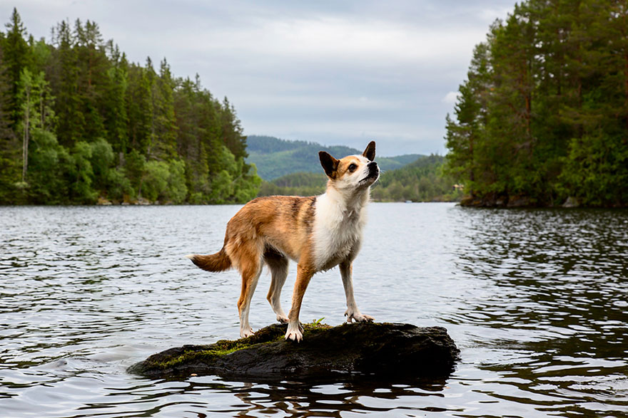 Портреты самых трудолюбивых собак в мире от Эндрю Флейдбо-15