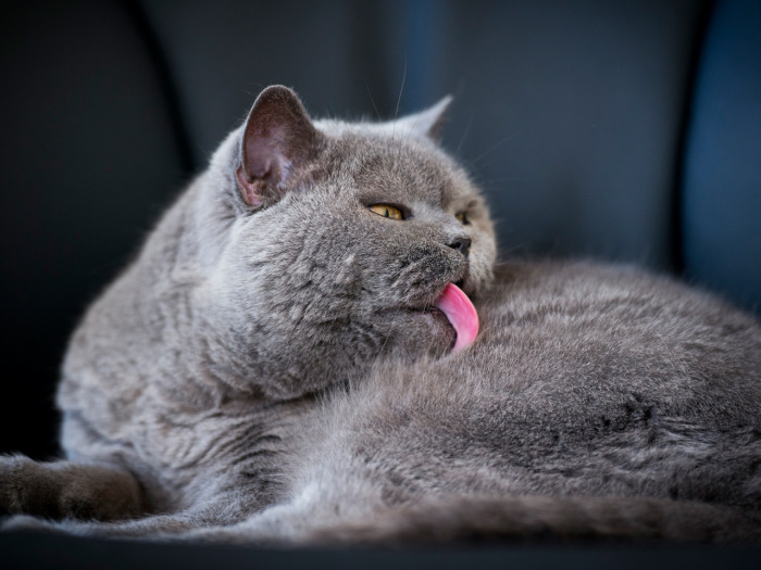 10 «недостатков» британских кошек, о которых часто умалчивают заводчики 10 «недостатков» британских кошек, о которых часто умалчивают заводчики домашние животные,наши любимцы