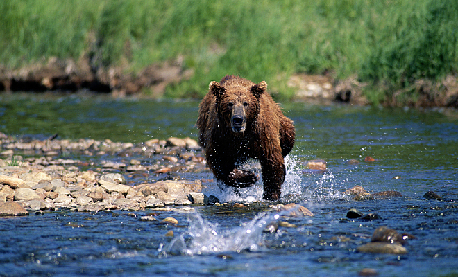 Медведь весом в 200 килограммов бежит по дороге со скоростью машины: видео от дальнобойщика