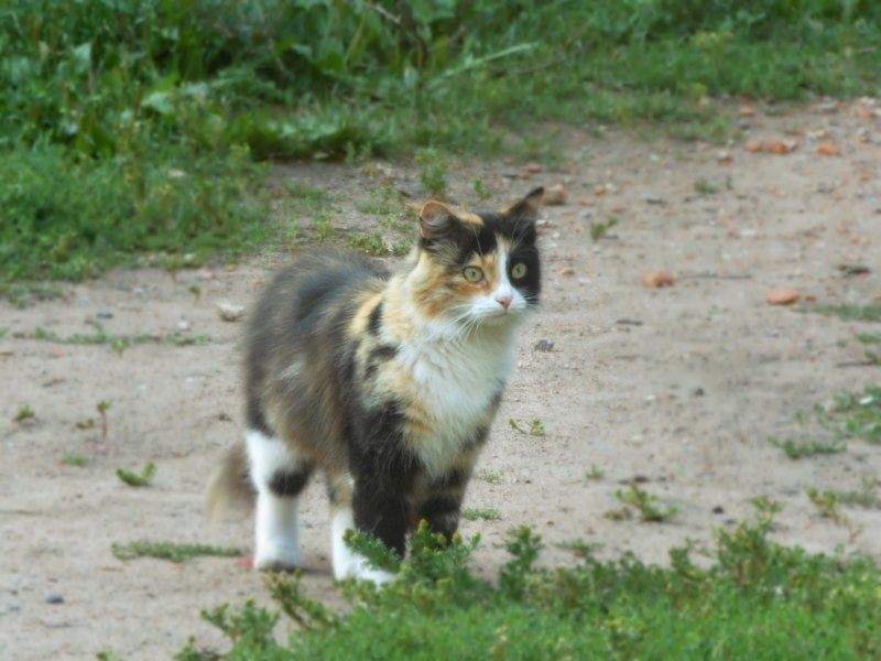 Очень колоритные уличные коты бродячая кошка, бродячие животные, городская жизнь, кот, кошка, уличная жизнь, уличная кошка, эстетика