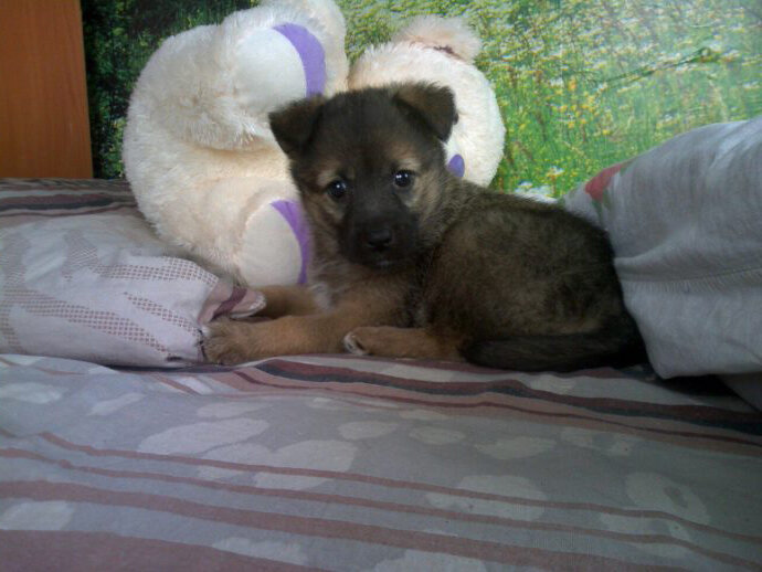 Пушистый подарочек