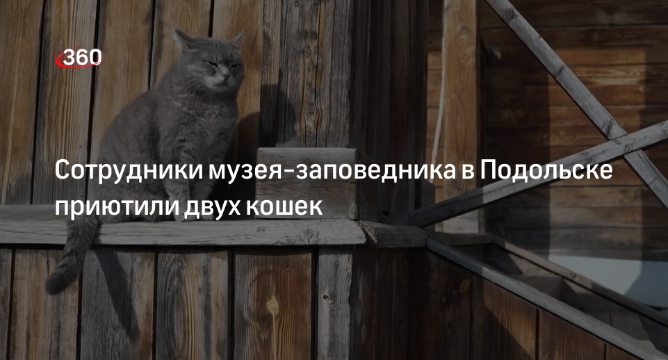 Сотрудники музея-заповедника в Подольске приютили двух кошек