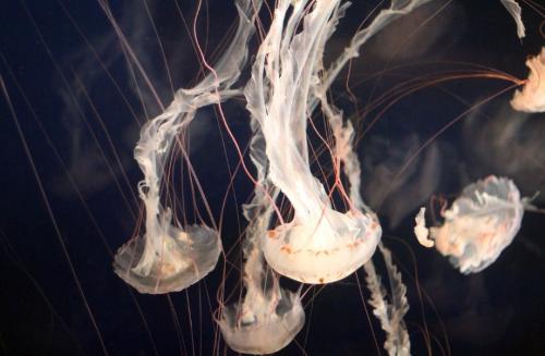 Интересные факты о медузах. Удивительные медузы: 9 самых поразительных фактов о них