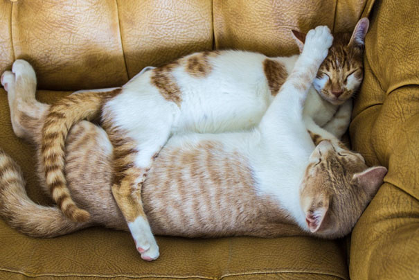 14. Выходные удались! котики, коты, кошки, любовь., чувства
