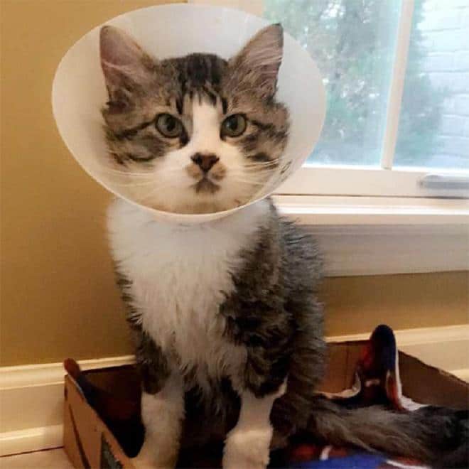 Кот с хомутом