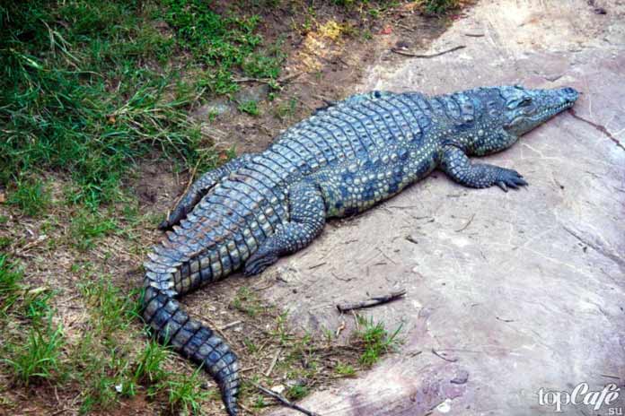Самые интересные факты о крокодилах: Особенности строения. СС0