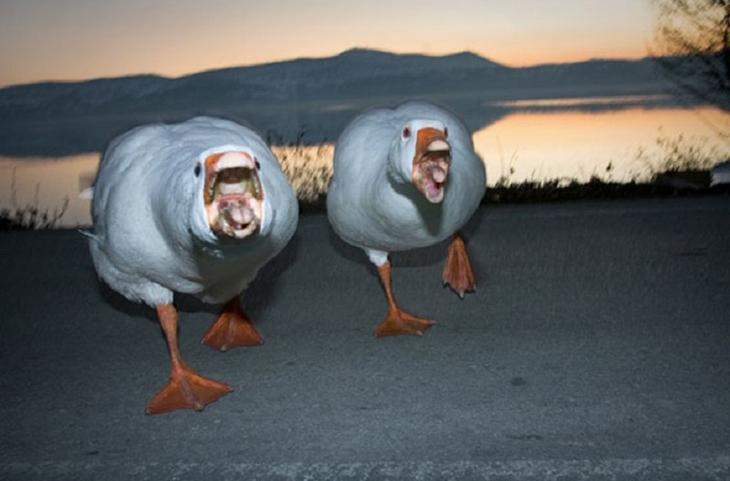 Животные, которые заставят вас улыбаться несмотря ни на что животные