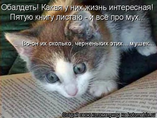 Лучшая котоматрица недели Лучшая котоматрица недели смешные картинки
