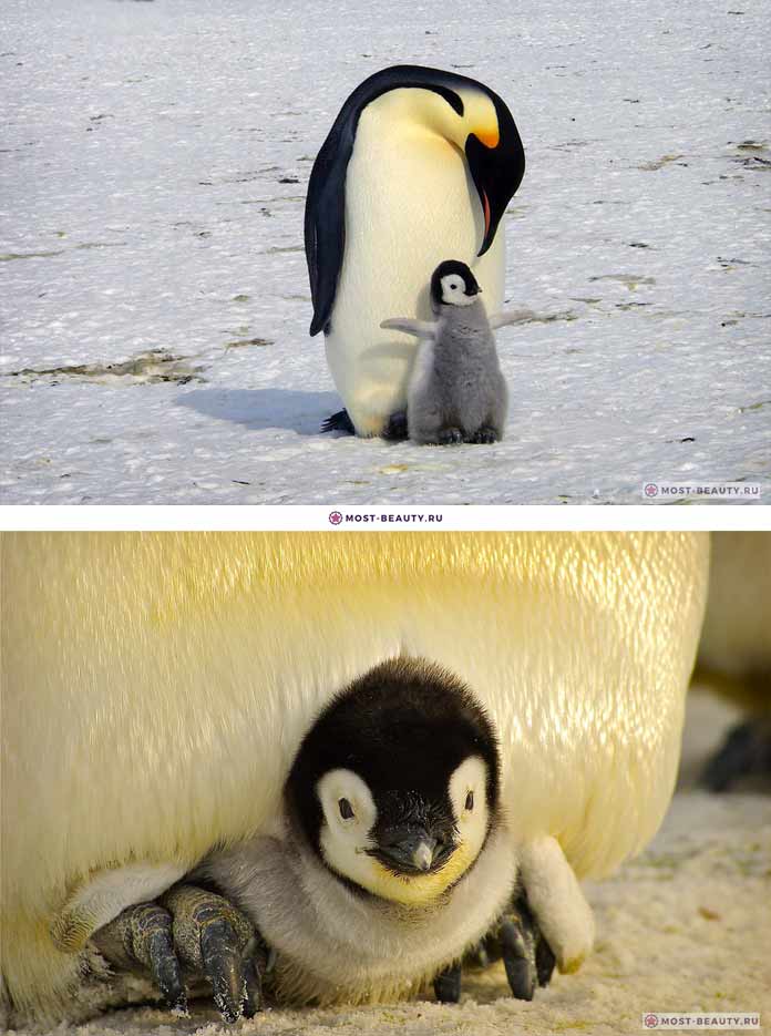 Детеныш пингвина. CC0