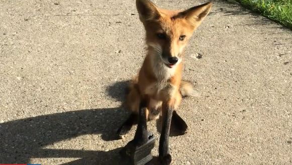fox-caught-in-bear-trap-1