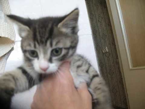 В приюте жизнь не сахар. Муркин блог не всё так грустно