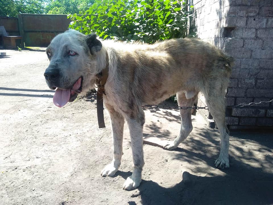 Собака, которую похитили, впервые за 2 года увидела хозяйку