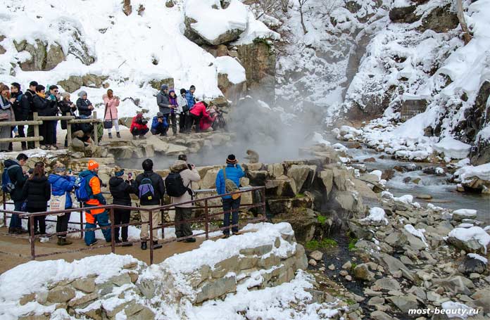 jigokudani monkey park.cc0