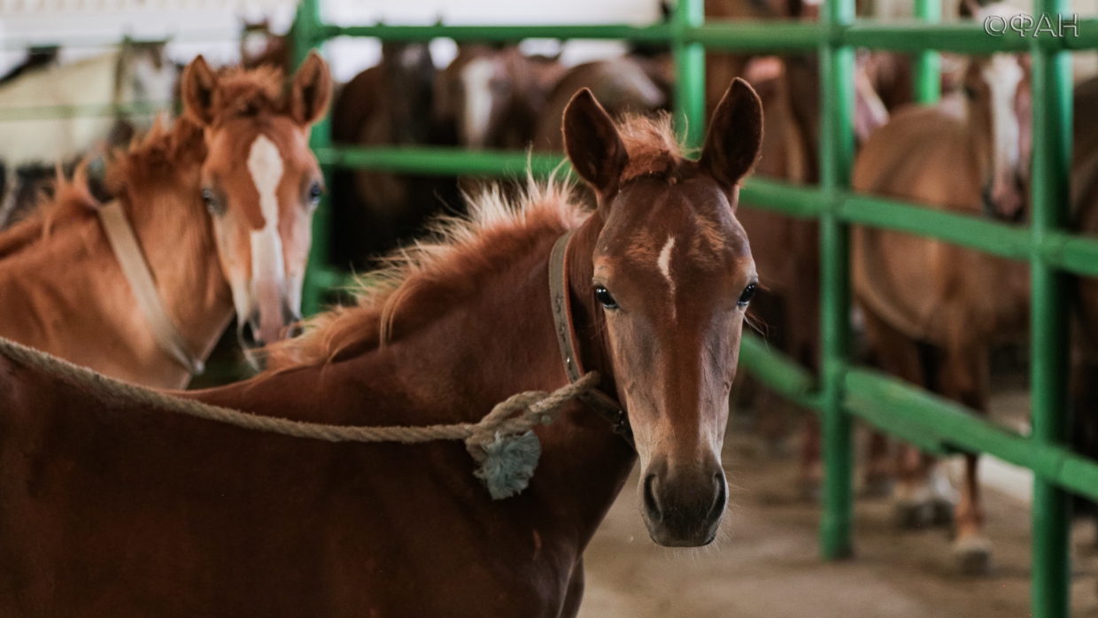 ФАН узнал секреты и особенности производства крымского кумыса Общество
