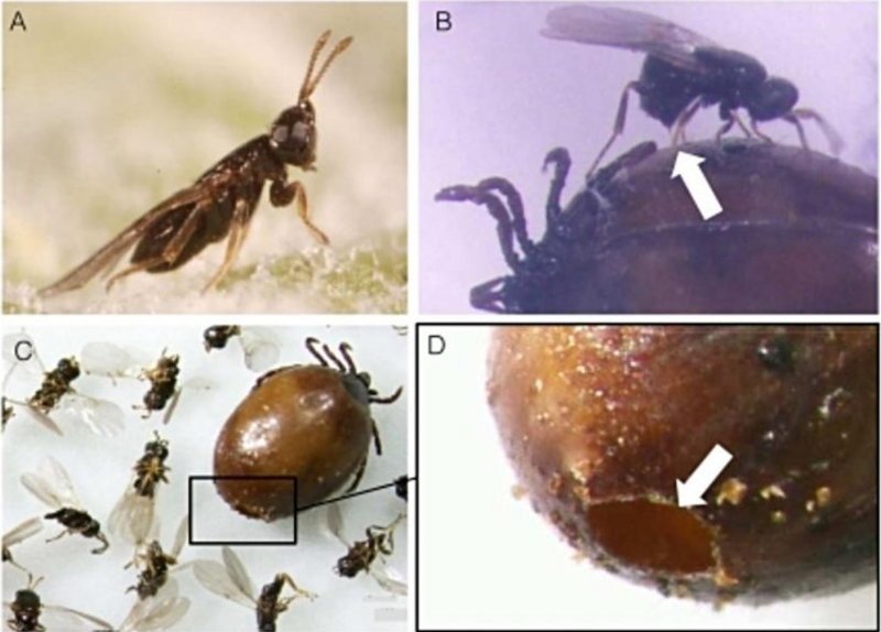 Как, уничтожая клещей, их размножают? дача, клещ, муравей, пал, стрекоза