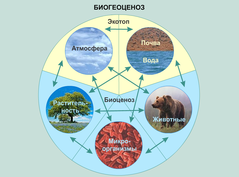Природная основа организма. Экосистема биоценоз Экотоп. Биогеоценоз Экотоп и биоценоз. Схема структуры компонентов экосистемы. Структура биогеоценоза схема.