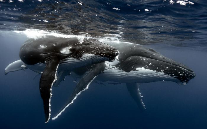 Усатый кит  (фото).  Сколько зубов у усатого кита?