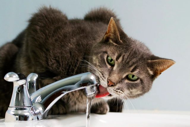 Часто кошки любят искать себе другой источник воды, не замечая миски.