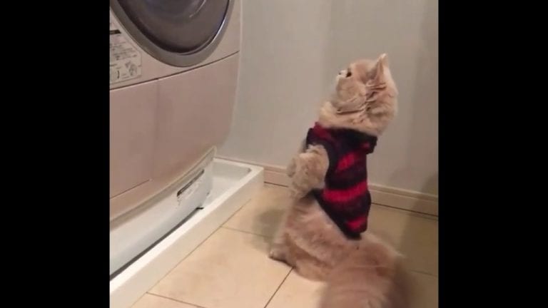 Стиральные машины созданы именно для котов анекдоты,демотиваторы,Смешные животные,юмор