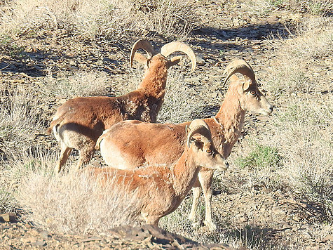 Защитная окраска делает керманских баранов практически незаметными на фоне травянистых склонов гор. Фото автора.
