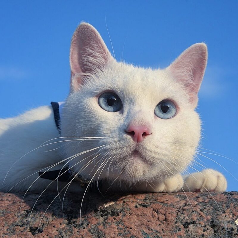 Кот Ахилл из Эрмитажа Ахилл, кот, кошка, ленинград, лось, музей, туризм, фото