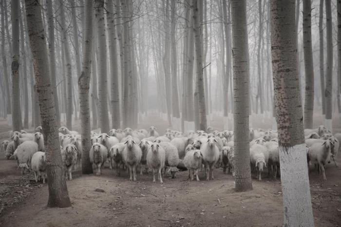 Стадо овец в задымленном пригороде Пекина.