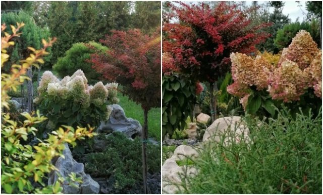 Хотите яркий сад не только летом? Посадите барбарисы барбарисы, можно, лучше, весной, формировать, штамбе, желтой, Голден, высота, окантовкой, листвой, Golden, цвета, яркой, кроны, осенью, время, хорошо, переносит, стрижку