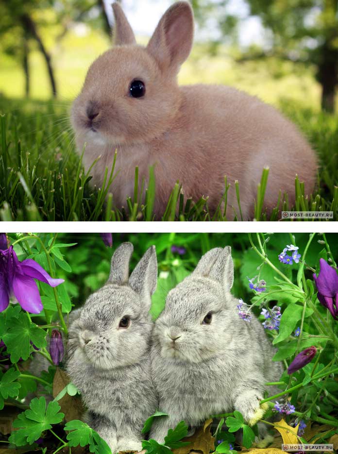 Красивые кролики: Голландский карликовый
