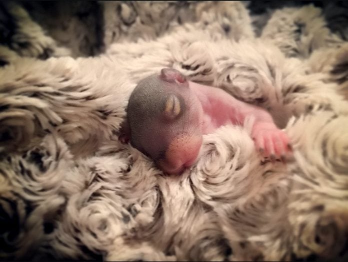 В одной из Нью-Йоркских квартир нашли вот такую новорождённую белочку