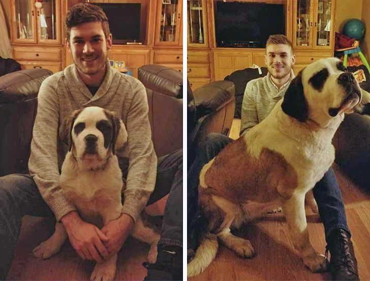 Любителям собакенов: большие собаки созданы для людей с огромным сердцем 