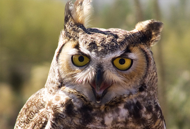 Улыбка в мире животных Улыбка в мире животных красивые фотографии,приколы,фото приколы,шикарные фотографии