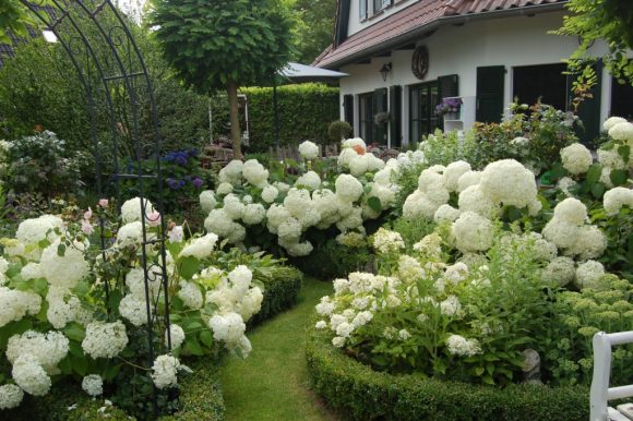 Гортензия в ландшафтном дизайне: примеры оформления садового участка дача,сад и огород,цветоводство