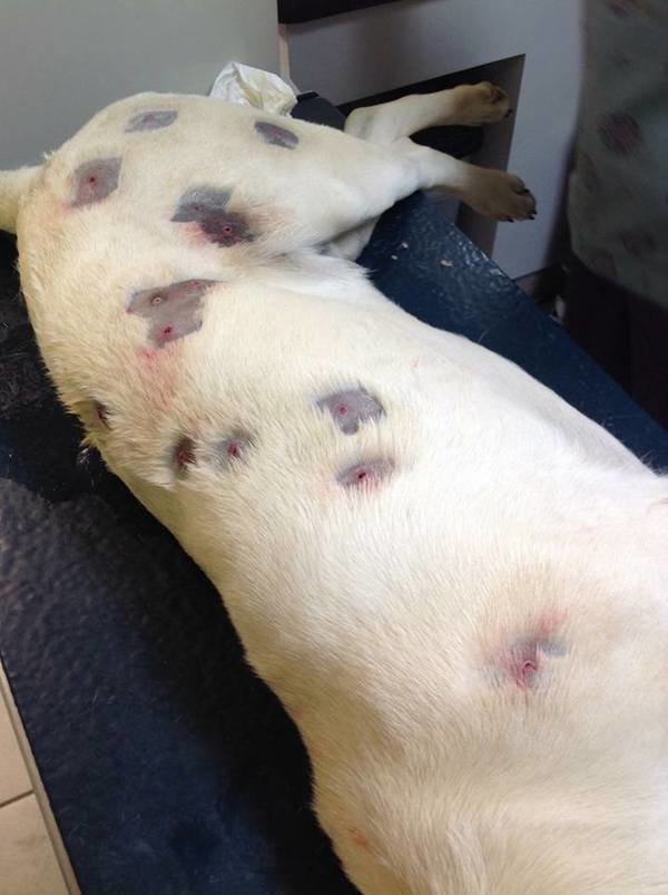 Ветеринары вытащили из пса, которого обстрелял сосед, 27 пуль Нелюди, ветеринар, добро, животные, звери, помощь, пуля, собака