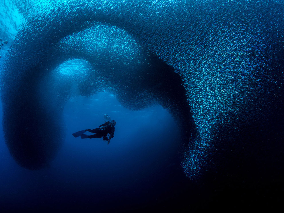 Конкурс подводной фотографии Ocean Art 2019