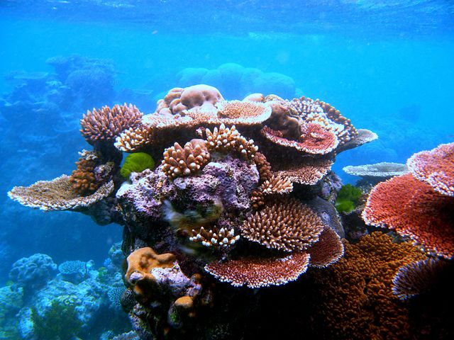 Коралловые рифы - самые большие живые структуры на нашей планете.